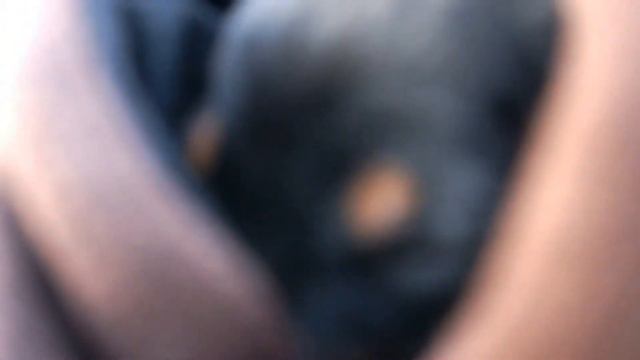 Чарлік: ягд-тер'єр для бабусі смотреть онлайн