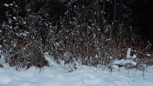 Завораживающая красота зимний лес смотреть онлайн