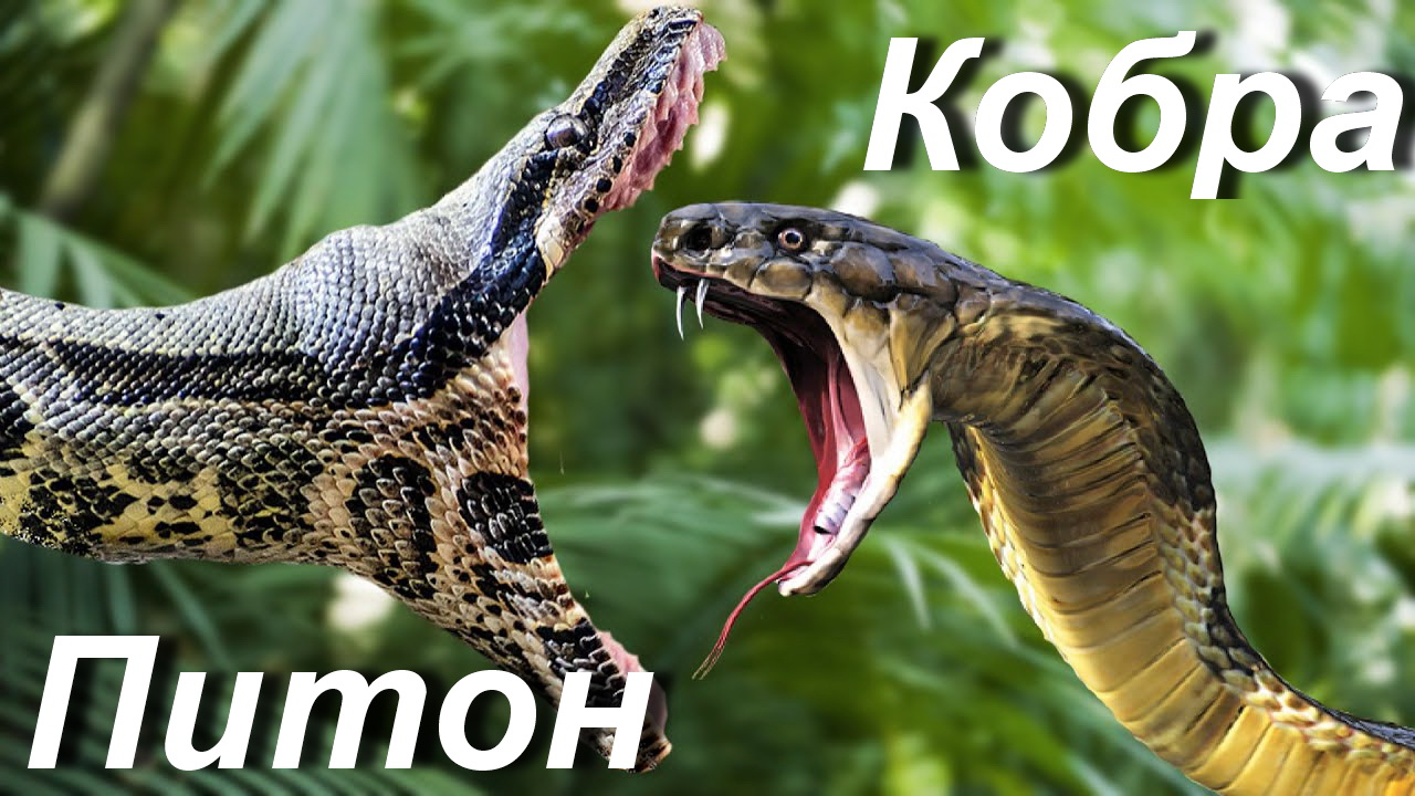 Кобра против питона. Кто сильнее питон или кобра? смотреть онлайн