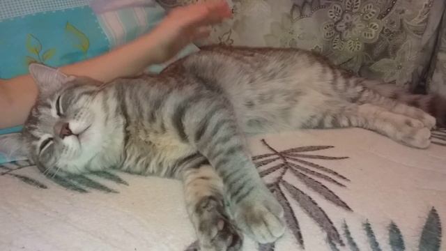 Смешное видео с КОТОМ!!! Кот Тяпа в дрёме//?????? смотреть онлайн