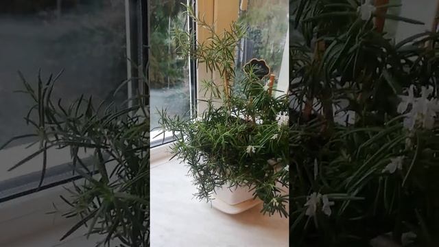 Розмарин из семян смотреть онлайн