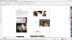 Вихревые технологии в  мире животных  (10.01.2023)[1080p]