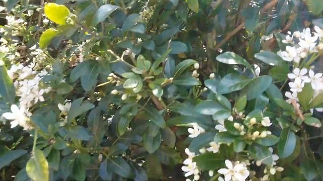 Skimmia Japonica 'Rubella' Flowers.