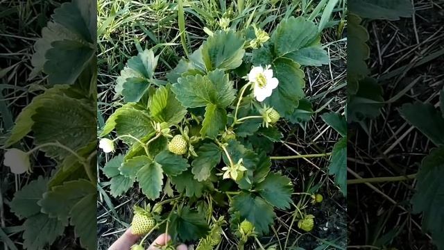 Ремонтантный сорт клубника ФЛОРЕНТИНА Ферма "Омская Ягода" смотреть онлайн