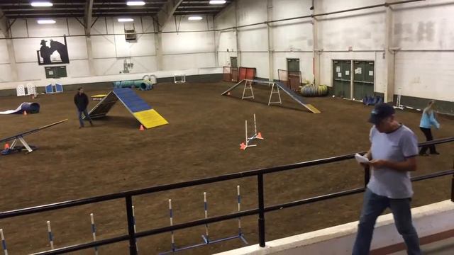 2015 Dog Agility Highlights - Wilbur The Papillon смотреть онлайн