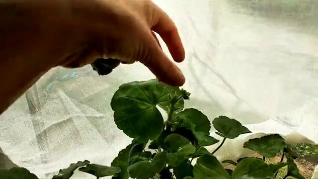 Как дома вырастить пышную Герань?❇️ . Пеларгония, цветы смотреть онлайн