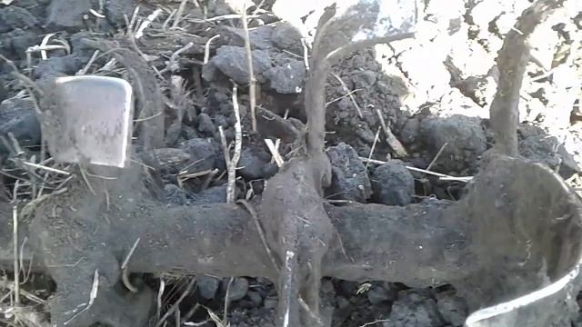 Готовим почву и садим. смотреть онлайн