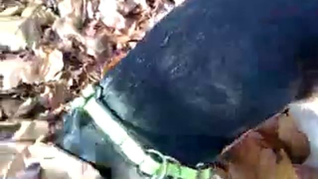 Bella autumn.mp4 смотреть онлайн