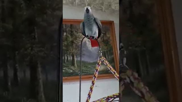 На зарядку, на урок прыг скок! смотреть онлайн