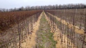 Подвой яблони карликовый М-26, полукарликовый 54-118 и груши Айва С-1