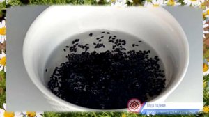 15 невероятно полезных свойств кунжута. Почему надо есть кунжут каждый день