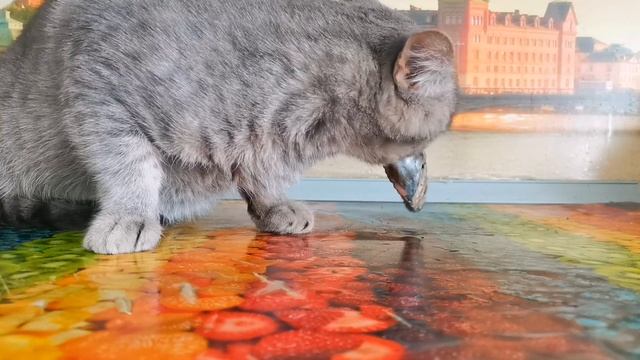 Обжор рыбы мойвы. Gluttonous capelin fish смотреть онлайн