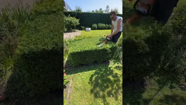 Thuja trim with Stihl HSA100 via @poelonline #stihl #hedgetrimming #howto #hovenier смотреть онлайн