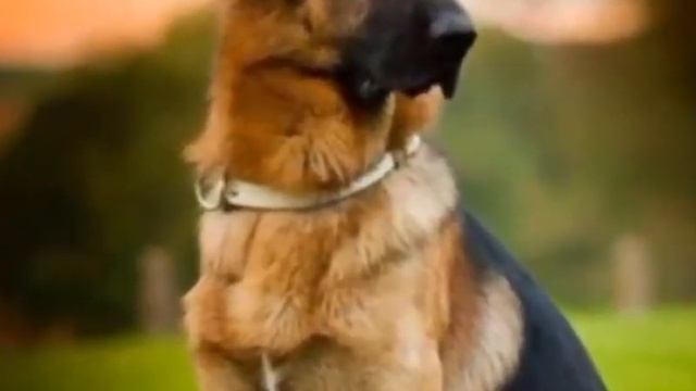 Как назвать немецкую овчарку (Мальчика )?? смотреть онлайн