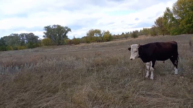 Все не как у людей. Взял быка в аренду. смотреть онлайн