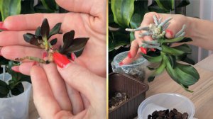 ОРХИДЕИ. Посажу ИМЕННО ТАК. Примеры ОТЛИЧНОГО РОСТА после пересадки.