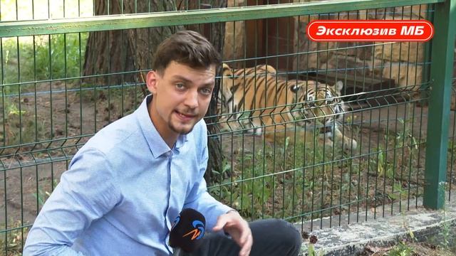 Как живётся амурским тиграм на белгородской земле смотреть онлайн