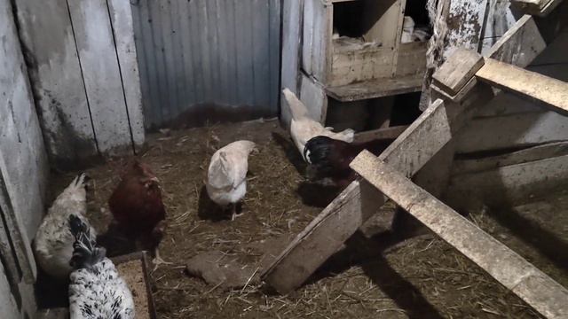 Проверка яиц на оплод в инкубаторе / Высокий оплод куриных яиц / как дела у квочки? / куры молодки смотреть онлайн