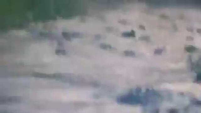 LOOK AT ALL THESE LOUISIANA ALLIGATORS