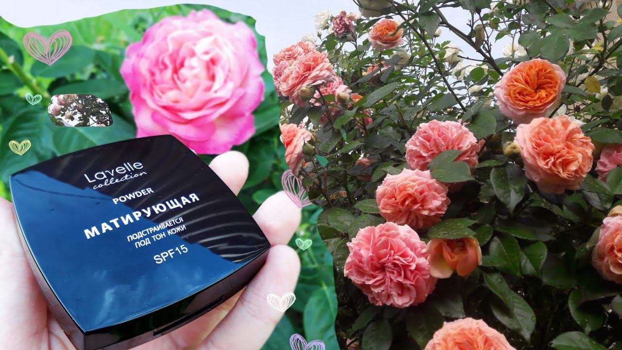 Пудра LAVELLE COLLECTION MATTING POWDER