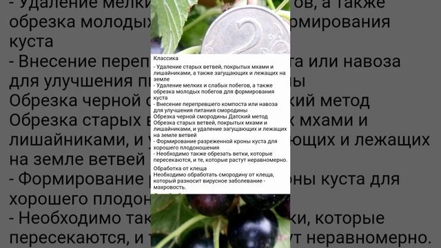 Черная смородина размеров с вишню! Датский способ выращивания смотреть онлайн