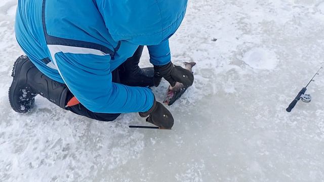 Светлые Горы Форель 3. 12.02.2023 смотреть онлайн