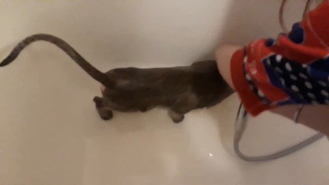Наш Кот Очень Не Любит Купаться смотреть онлайн