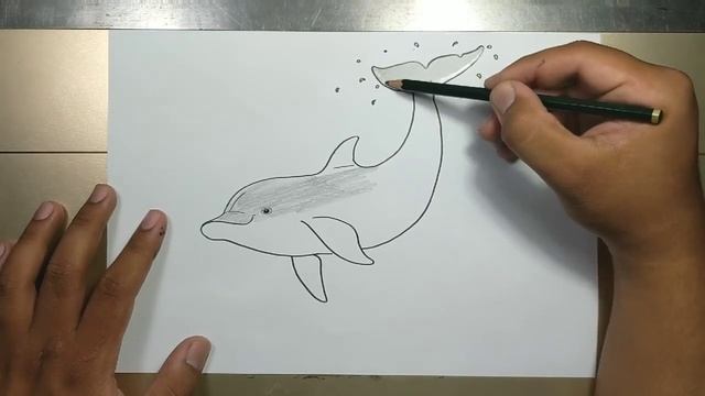 How to draw BOTTLENOSE DOLPHIN in 5 minutes смотреть онлайн