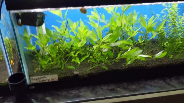 Our *Basement Fish Room* is Looking GREEN [Flip Aquatics Tour] смотреть онлайн
