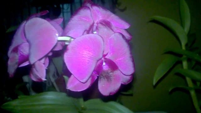 #Орхидея Дендрофаленопсис цветение (Dendrobium Phalaenopsis). Красота без слов. #Доминикана. смотреть онлайн