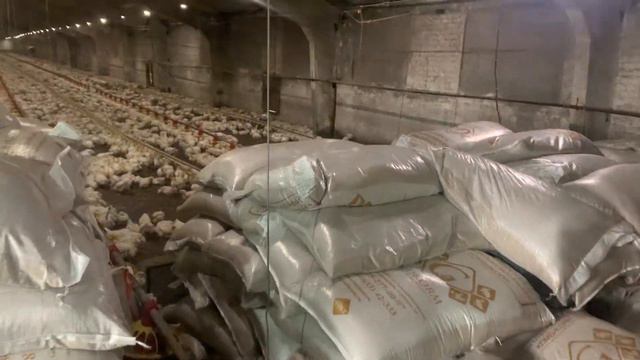 Какой корм для бройлеров самый лучший ?! GOLDKORM - качество на вес золота смотреть онлайн