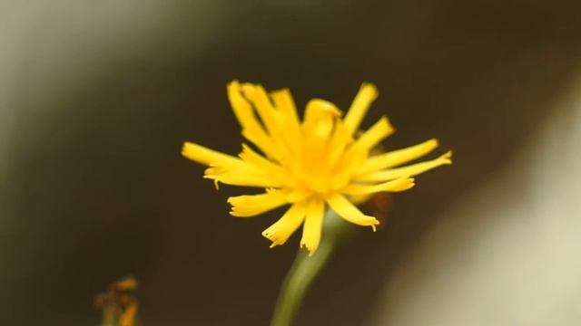 Nikon 1 J5 video quality смотреть онлайн