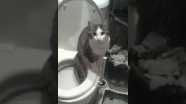 Вася срёт смотреть онлайн