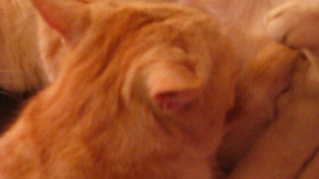 Кошка кормит кота переростка