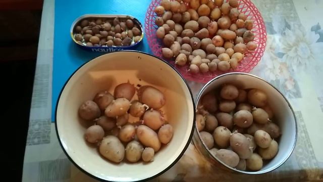 картофель из семян второй год смотреть онлайн