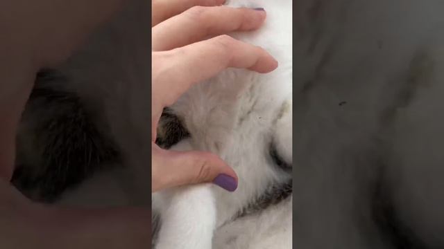 ЗАВЕЛИСЬ БЛОХИ ИЗ-ЗА МЯТЫ?!? смотреть онлайн