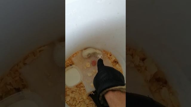 Дикая Ласка! В домашних условиях. смотреть онлайн