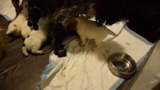 Pupies of breed Russian Hunting Spaniel (RHS) Щенки породы Русский Охотничий Спаниель (РОС) смотреть онлайн