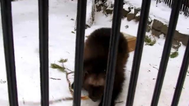 Росомаха- колобок 14.11.17г. смотреть онлайн