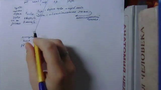 Развитие пищеварительной системы. смотреть онлайн