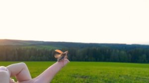 ЛУЧШЕЕ ВИДЕО!!! ЗАМЕДЛЕННАЯ СЪЕМКА ПОЛЕТА МАЙСКОГО ЖУКА. ЭТО НУЖНО ВИДЕТЬ!!!