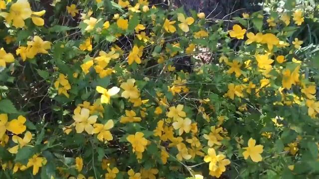 Spring Flowering Shrub: Kerria Japonica смотреть онлайн