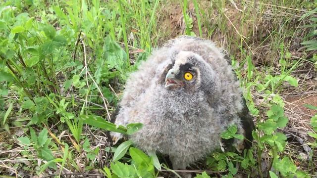 Птенец ушастой совы, сидит на земле. смотреть онлайн