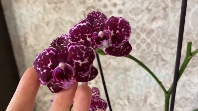 НОВАЯ ОРХИДЕЯ или (все новое хорошо забытое старое)🥰🥰🥰 смотреть онлайн