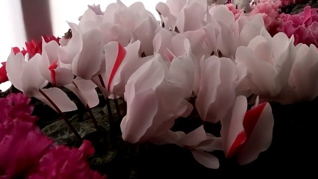 Цикламен (Cyclamen) Моё второе цветущие окошко цикламенов. смотреть онлайн