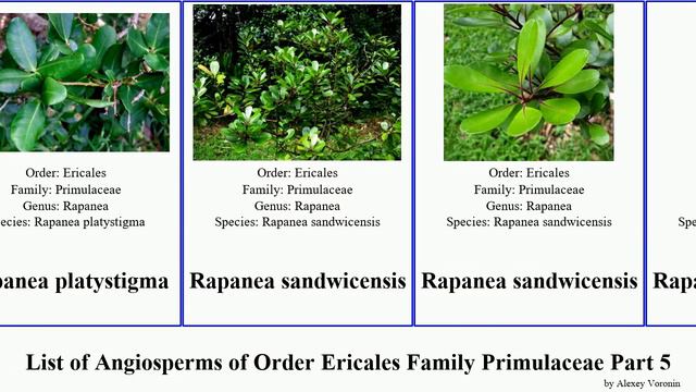 List Of Angiosperms Of Order Ericales Family Primulaceae Part 5 Loosestrife Shootingstar Primrose