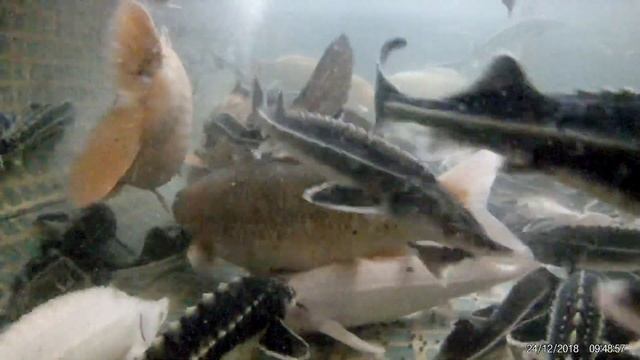 Белуга, русский осётр, бестер, Альбиносы и карпы КОИ в домашнем мини УЗВ смотреть онлайн