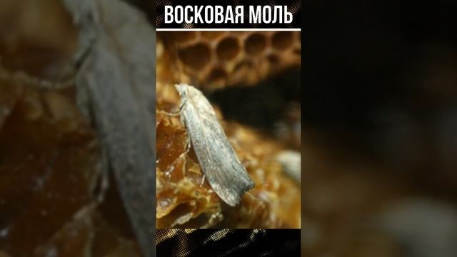 Большая и малая восковая моль #shorts смотреть онлайн