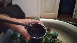 КАК РАЗДЕЛИТЬ И РАССАДИТЬ РАЗРОСШУЮСЯ ФИАЛКУ.САМЫЙ ЛЕГКИЙ СПОСОБ!!!!!!!