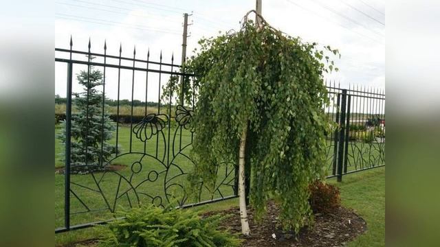 Береза в ландшафтном дизайне смотреть онлайн